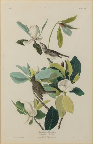 J. J. Audubon, Warbling Fly Catcher, Havell, 1831
