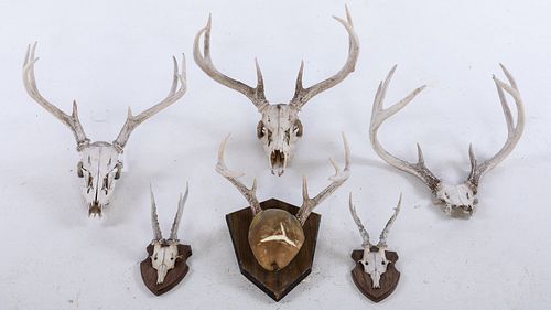 6 Sets of Antlers