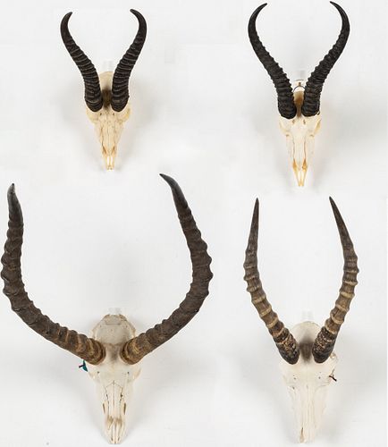 4 Sprinbock Horns