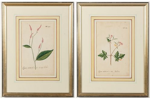 Two Hand Painted Botanicals, 18th Century