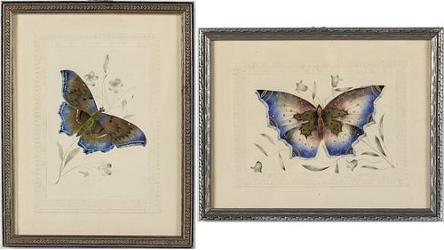 Two Paintings of Butterflies