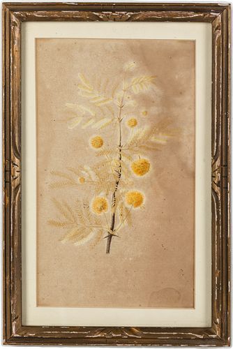 Flowering Branch, Watercolor on Paper