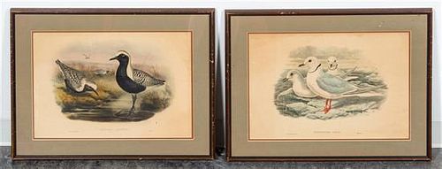 Two Ornithological Prints 14 1/2 x 21 inches.