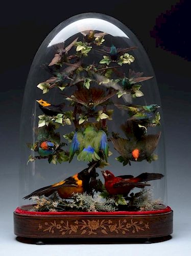 Bird Display with Glass Dome.