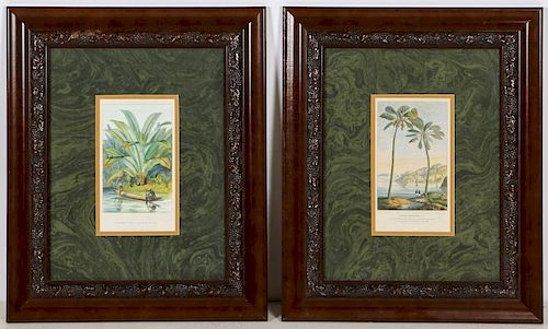 Pair Horto Van Houtteano Polynesian Botanical Prints