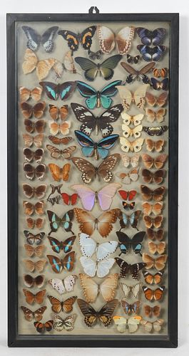 A Lepidopterology eighty-four specimen display