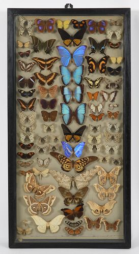 A Lepidopterology seventy-eight specimen display