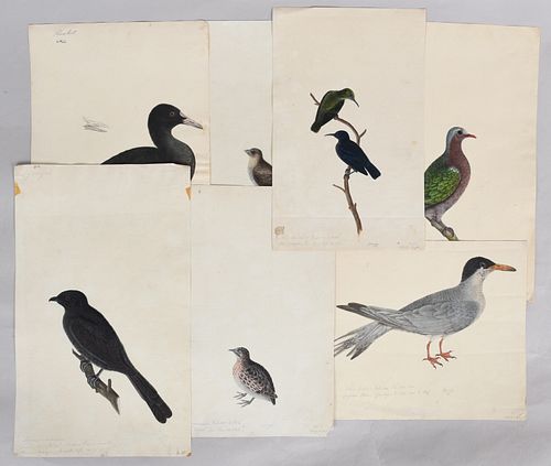 Seven Ornithological Watercolors, Colonial Indian