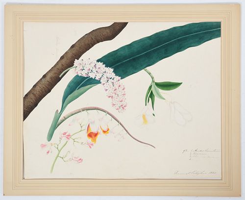 A 19th Century Botanical Watercolor