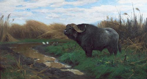 Kafferbuffel am Tumpel by Friedrich Wilhelm Kuhnert