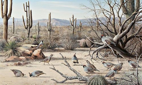 Sonoran Desert - Gambel's Quail by Maynard Reece