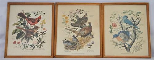3 ARTHUR SINGER BIRD LITHOGRAPHS.