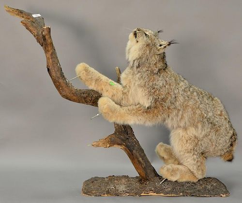 Taxidermy lynx, full floor mount on branch. lg. 38"