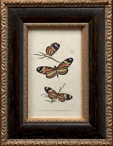 English School, "Butterflies," 19th c., colored en