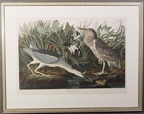 John James Audubon (1785-1851), "Night Heron or Qu