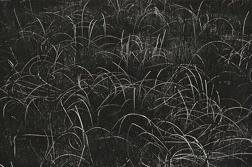 Harry Callahan (American, 1912-1999)      Grasses, Wisconsin