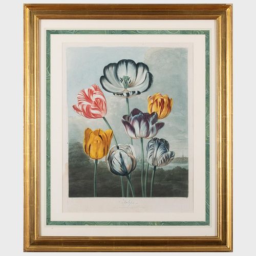Robert John Thornton (1768-1837): Tulips