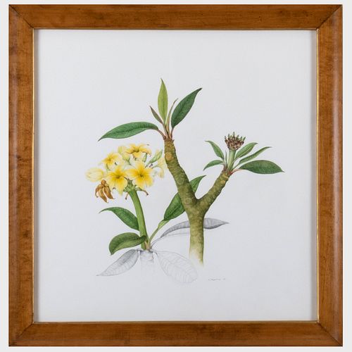 20th Century School: Botanical Drawing