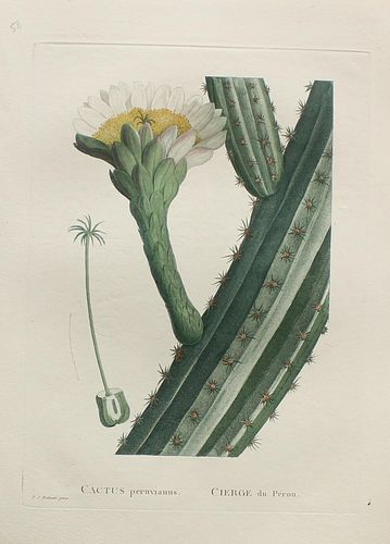 Pierre Joseph Redoute - Cactus peruvianus