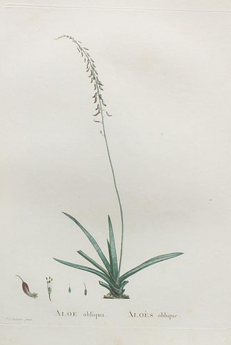 Pierre Joseph Redoute - Aloe obliqua