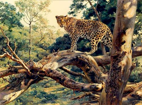 Donald Grant Wildlife Oil Painting Leopard