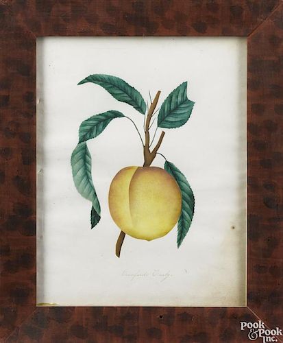 Pair of American watercolor fruit drawings, late 19th c.