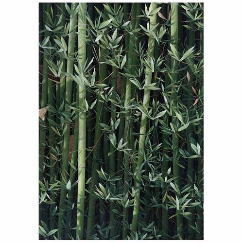 ARMANDO ZESATTI, Bambúes del sureste, Firmado, Acrílico sobre tela, 217.5 x 150 cm, Con certificado