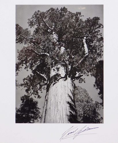 Ansel Adams: General Sherman Tree, California