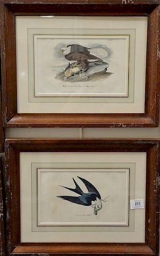 Set of six Audubon prints, Drawn from nature by J.J. Audubon, printed by J.T. Bowen, Philadelphia, hand colored lithographs, Peregri...