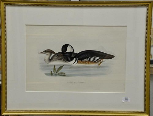 John Gould (1804-1881), pair of hand colored lithographs, printed by C. Hullmandel, Hooded Merganser 14" x 21" and Gadwall 14" x 21"...