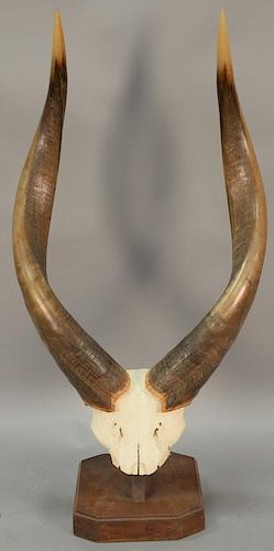 African ankole watusi cow horn. horn lg. 27 1/2"