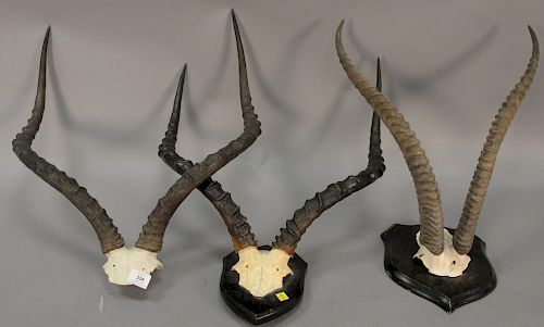 Three taxidermy African horn mounts including two nyala and one gazelle. wd. 16in. to 18in.
