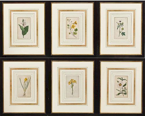 Group of 6 Colored Botanical Engravings W. Curtis