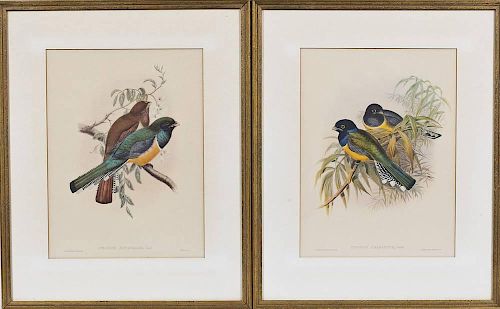 Pair of J. Gould Colored Bird Engravings