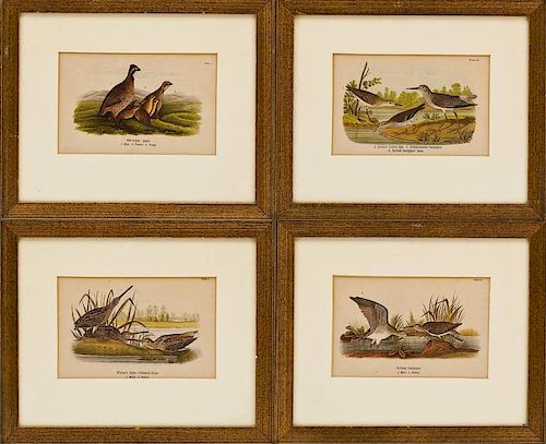 Four Framed Ornithological Colored Engravings