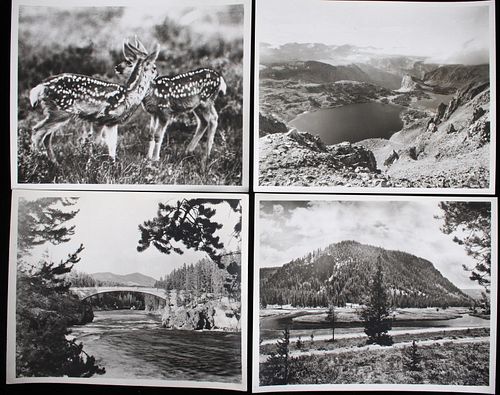F.J. Haynes (1853-1921) Yellowstone Park Photos