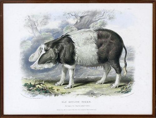 MCNICHELSON, HAND COLORED ENGRAVING, H 11", W 15", "OLD ENGLISH BREED"