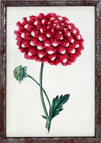 SIR JOSEPH PAXTON COLORED FLORAL LITHOGRAPH C1900