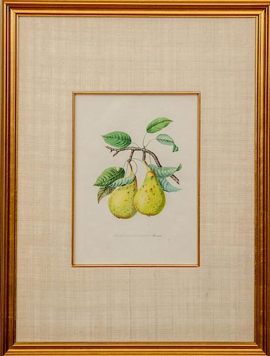 Alexandre Joseph Désiré Bivort (1809-1872): Four Fruits, from Annales de Pomologie Belge et Etrangere
