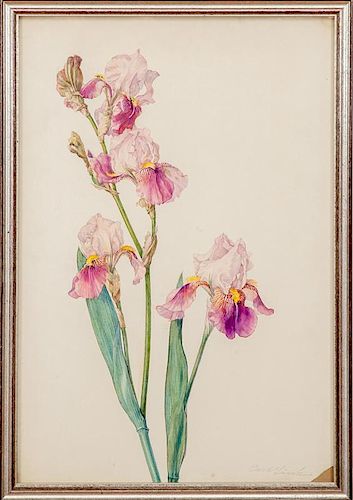 Carl Link (1887-1968): Iris; Tulips; and Iris and Sketch