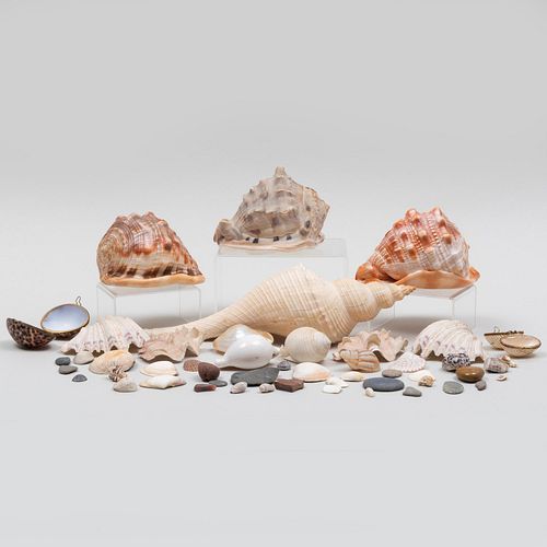 Group of Shells and Beach Pebbles