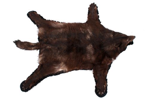 Montana Black Wolf Double Felted Taxidermy Rug