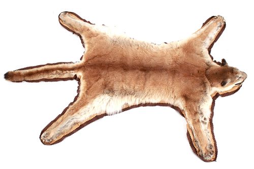 Montana Mountain Lion Double Felted Taxidermy Rug