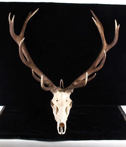 Montana 5x5 American Elk Hanging Skull Mount
