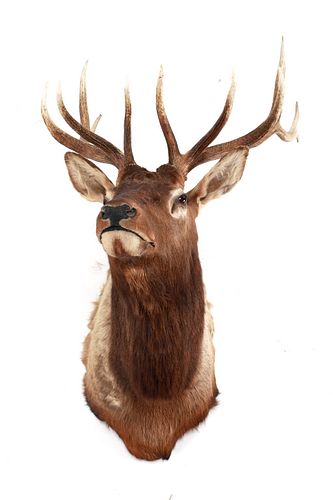 Montana 6x6 Elk Professional Taxidermy Mount