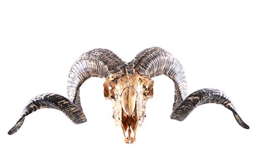 Painted Desert Bighorn Sheep Ram Skull