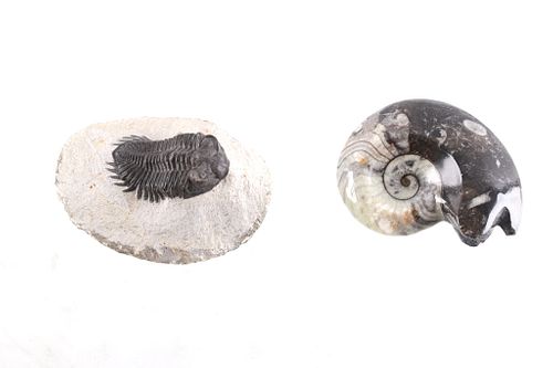 Trilobite And Goniatite Ammonite Fossils