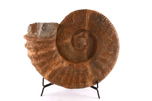 Rare Ammonite Large 20" Fossil