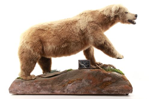 Alaskan Full Mount Grizzly Professional Taxidermy