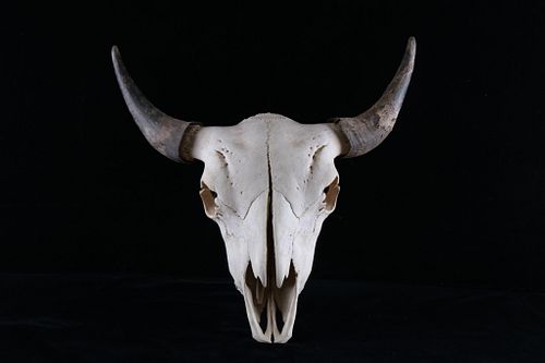 Montana Professional Taxidermy Bison Skull c. 1950